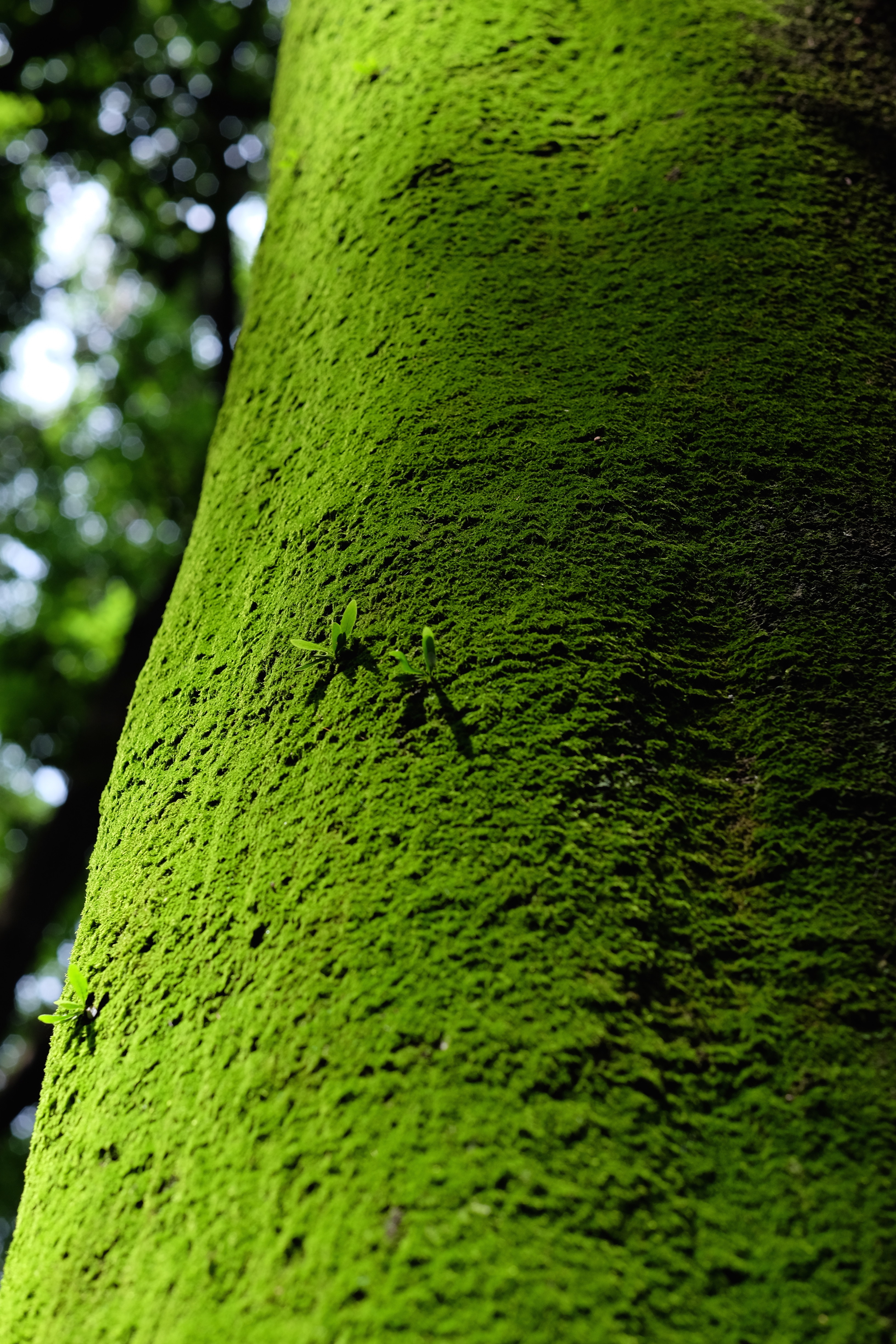 X T10 オートでも素晴らしい Abeshi S Snapshots V3 7 Fujifilm X T30 Sony riv siii