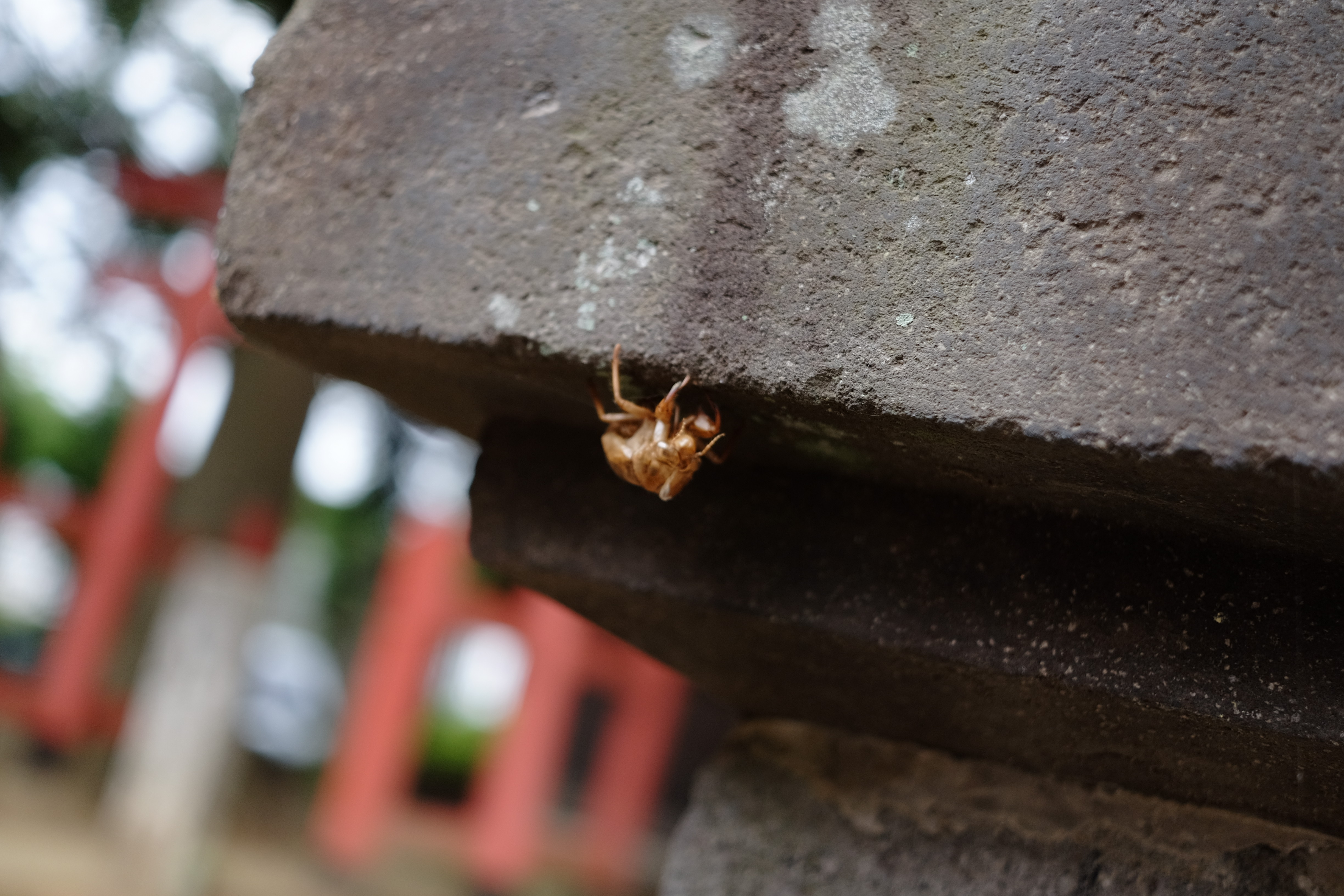 富士フイルム　XF27 Xマウント Xマウント：XF27mm その2 機動性と操作性とフジツボ : abeshi's