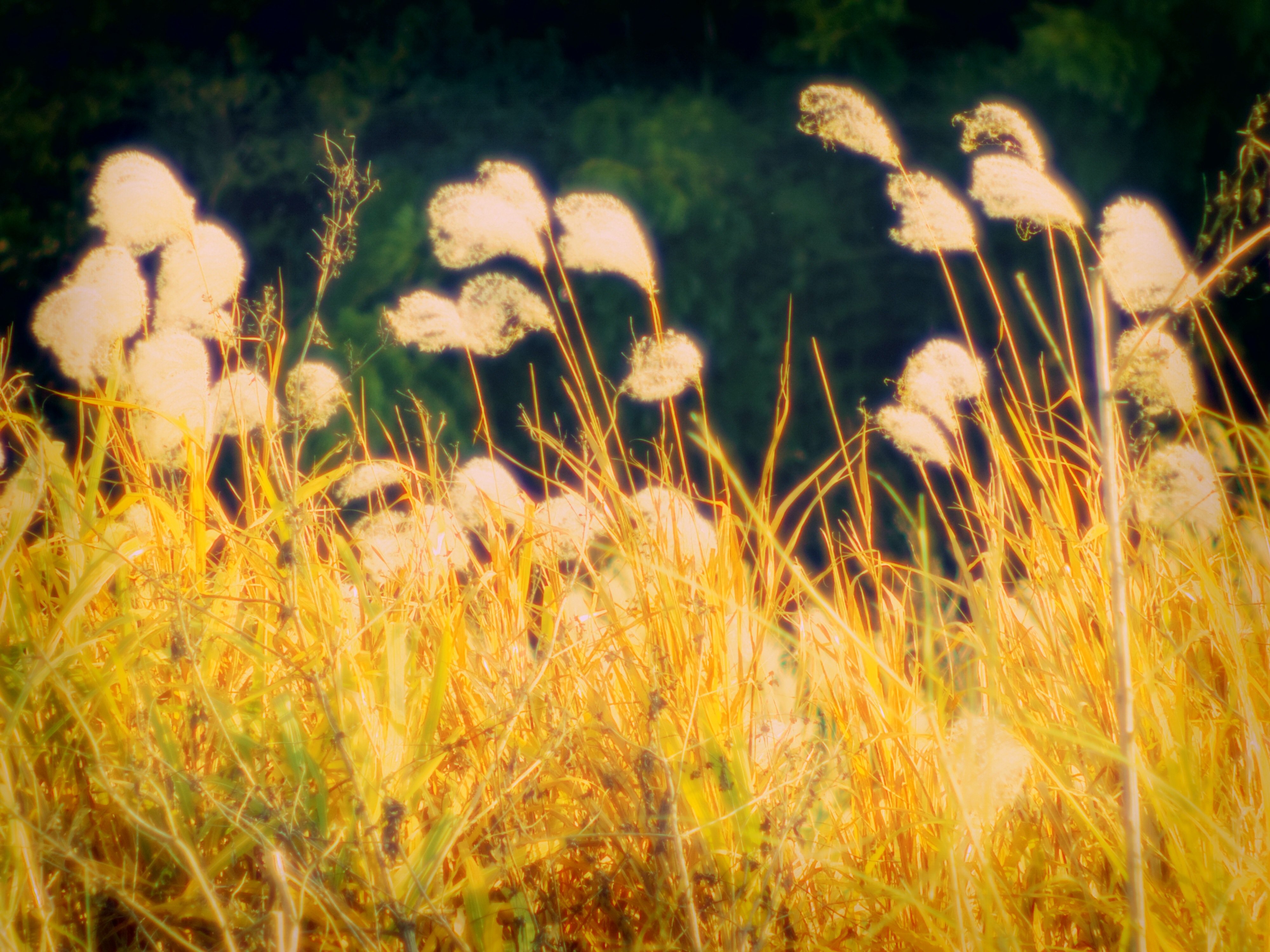 Pentax Q7でクロスプロセス ２ Abeshi S Snapshot 軽くて楽しいミニカメラ Pentax Q7 Q S1