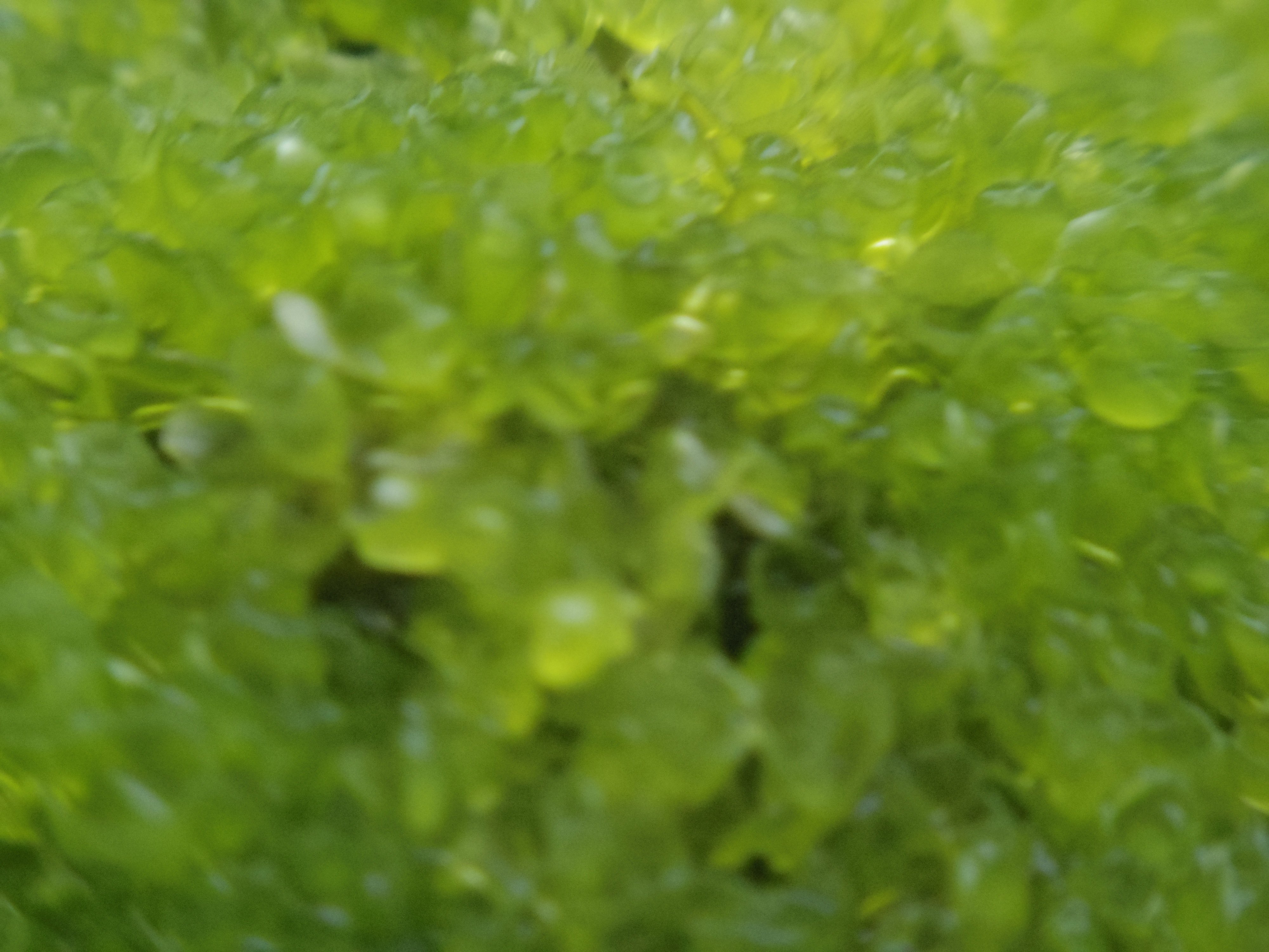 Pentax Q7 で撮る不思議な苔 ２ 穴地獄公園 チャツボミ苔 群生地 Abeshi S Snapshot 軽くて楽しいミニカメラ Pentax Q7 Q S1