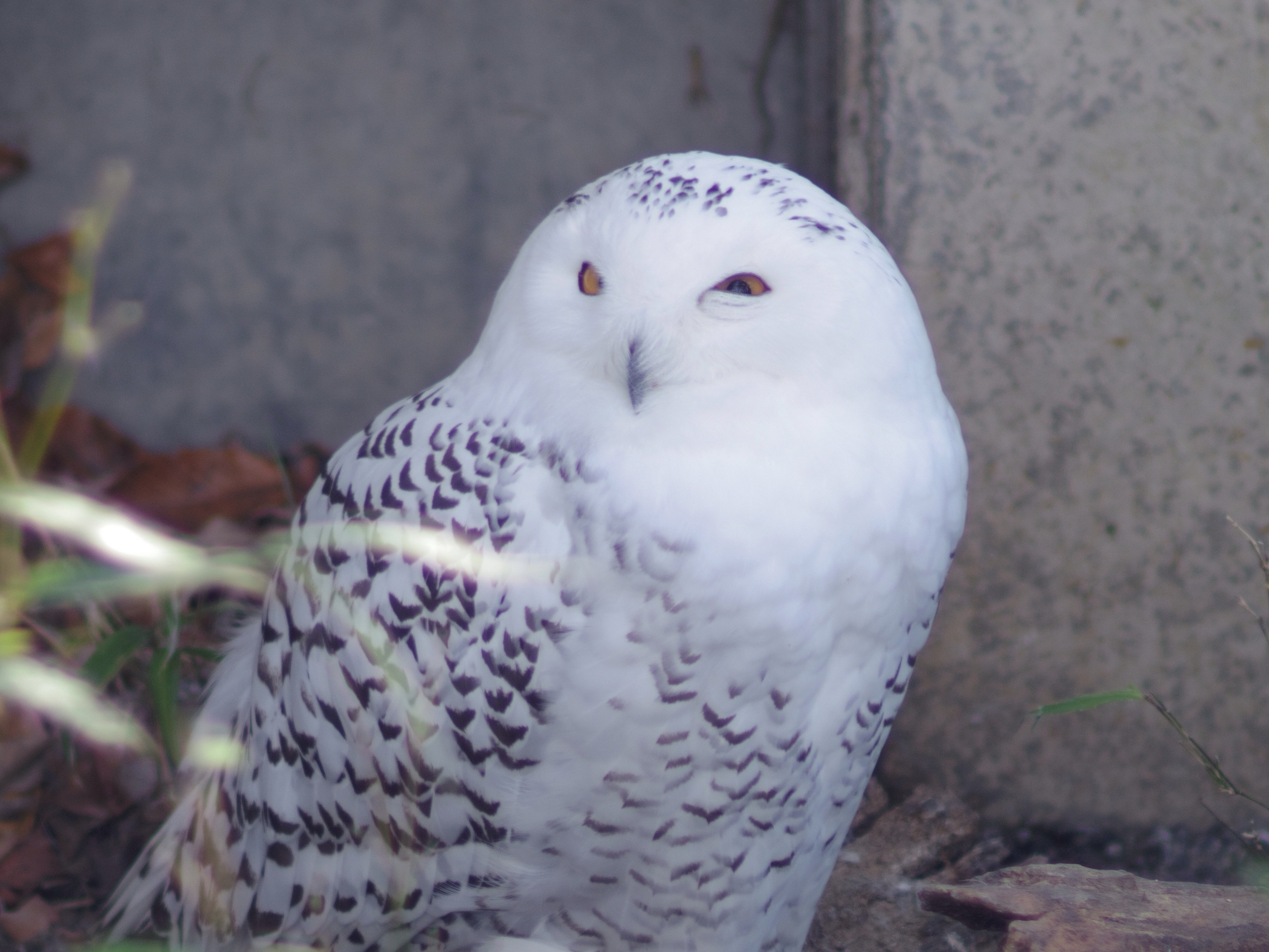 Q7の愛する動物・白フクロウ with FA77mm Limited : abeshi's