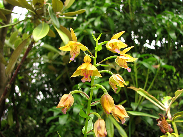 カキラン その2 : あぶくまの桜