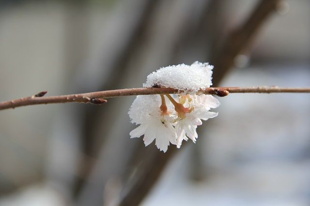 雪と桜 : あぶくまの桜