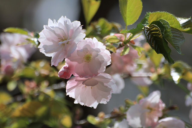 大鹿桜 会津五桜 あぶくまの桜 大鹿桜 会津五桜 あぶくまの桜