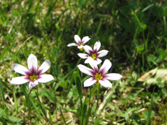 ニワゼキショウ (庭石菖) : あぶくまの桜