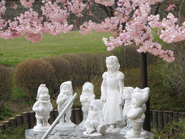 開成山の桜 白雪姫もお花見 あぶくまの桜