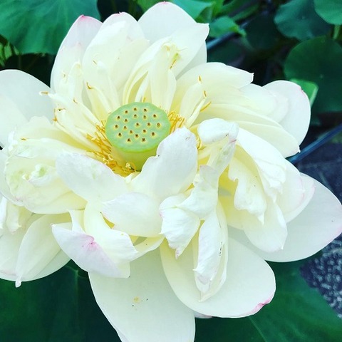 D1D9D0DF-55BE-491D-97CA-2222CAB6EEAF