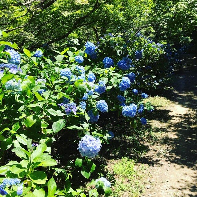 和歌山森林公園の紫陽花 和歌山市 旅 美味しいものに囲まれて