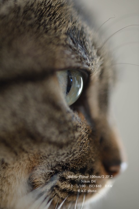 D4 Macro Planar100mm-2 F2 1-100 iso640 (1 - 1)