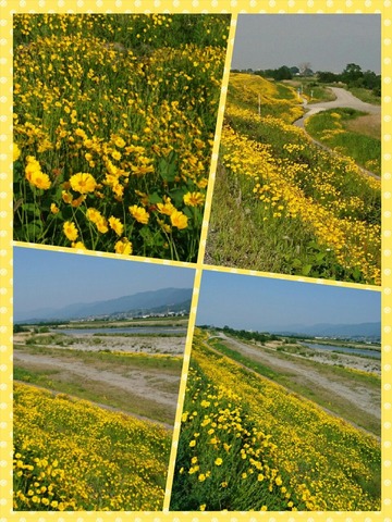 オオキンケイギク20160522