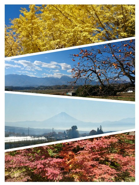 collage-1573947925329
