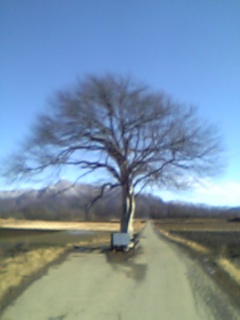 山梨の木 そっと会いにいきたいもの 北杜満喫 小池英幸のエンピツ