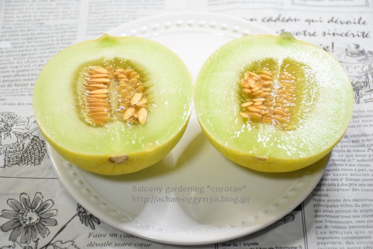 ベランダ菜園 ネットメロン ころたん その後 今日もおうちdeごはん Gohan Powered By ライブドアブログ