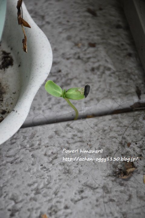flower20170711