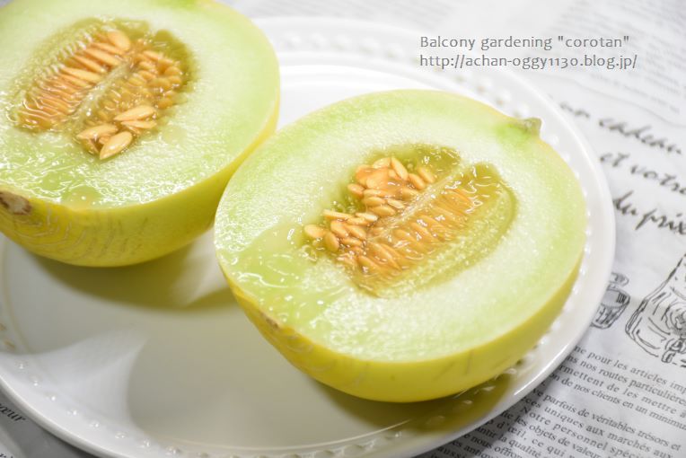 ベランダ菜園 ネットメロン ころたん その後 今日もおうちdeごはん Gohan Powered By ライブドアブログ