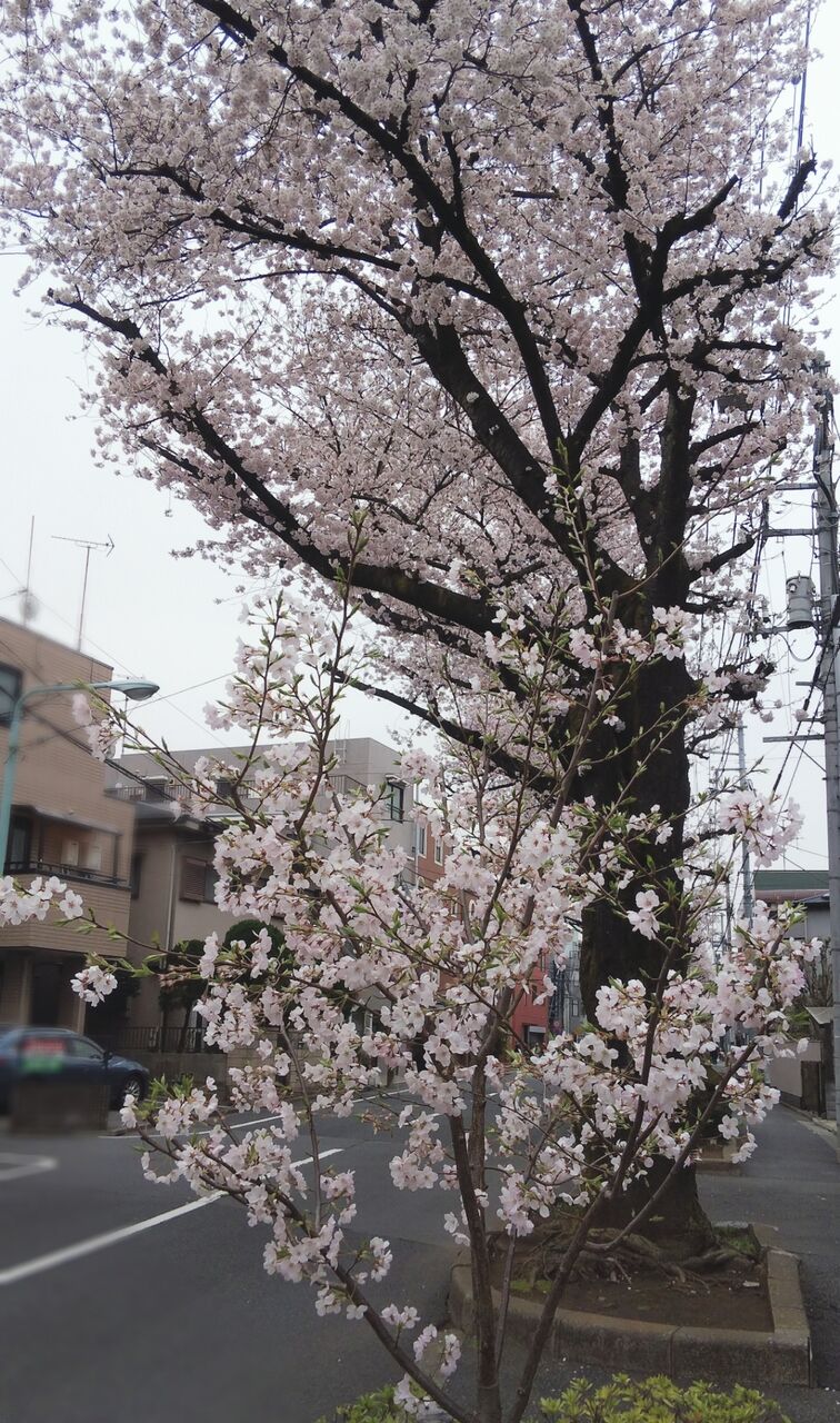 明日は出勤予定 花曇り アメチア 今日子の