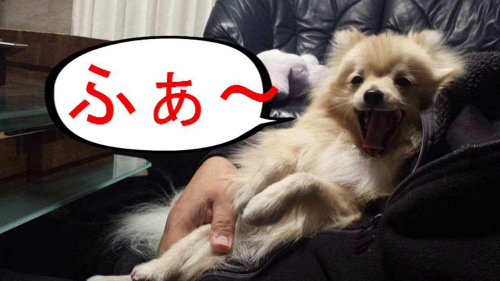 おばけポーズでうらめしや ポメラニアン ポン太 の日記