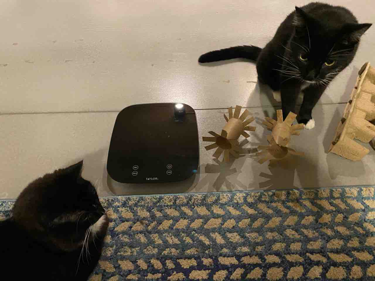 猫達のための手作りおやつオモチャ ハワイネコ ブログ 猫達のための手作りおやつオモチャ ハワイネコ ブログ