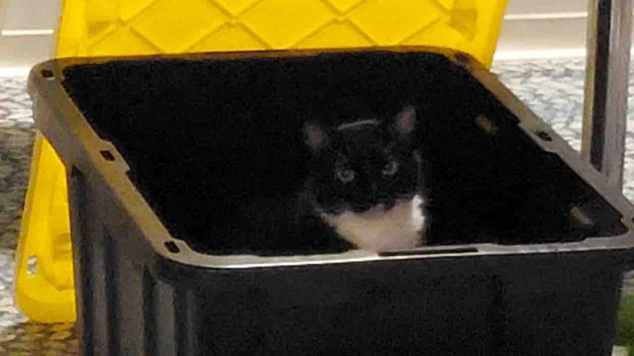 猫達のお留守番 ぽちさん慣れた たまさん寂しそう Day7 ハワイネコ ブログ