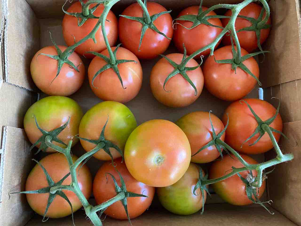 緑のトマトがまあまあ赤くなりました トマト追熟記録 ハワイネコ ブログ