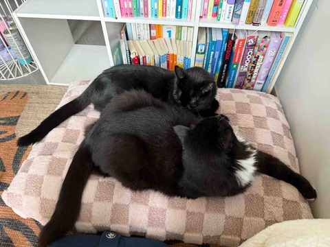 【ポチクロ猫日記】ついに並んで寝たぞ！【新入り猫】