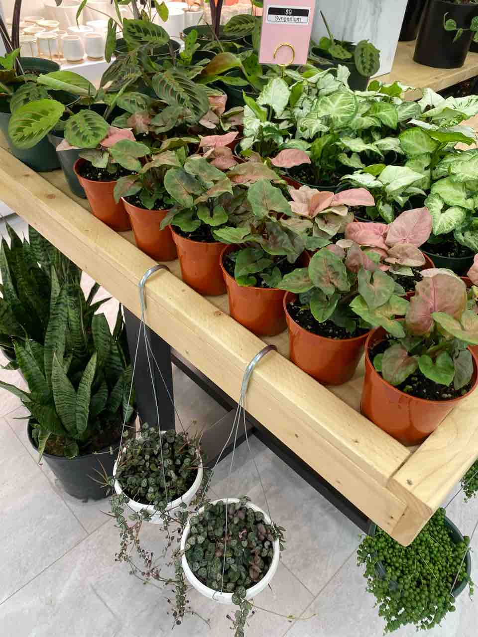 マリズ アーバンガーデン カカアコの観葉植物屋さん とってもオシャレ ハワイネコ ブログ マリズ アーバンガーデン カカアコの観葉植物屋さん とってもオシャレ ハワイネコ ブログ