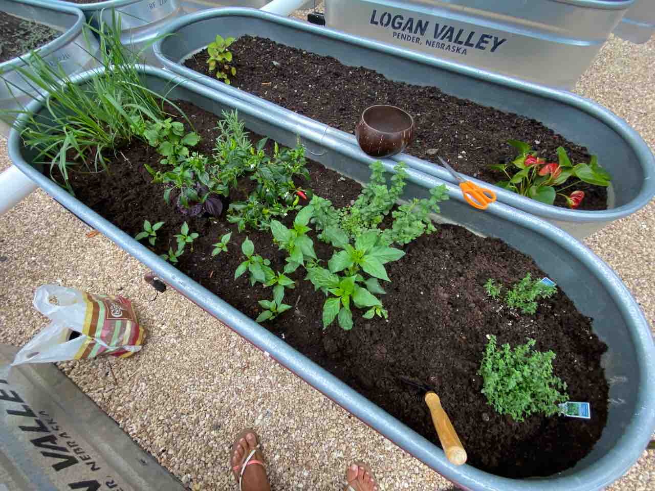 青紫蘇の完全復活 新しい苗３つ追加 ハワイでガーデニング ハワイネコ ブログ