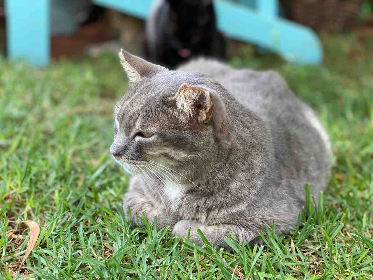 オアフ島から来た猫 オアフ島から来た猫
