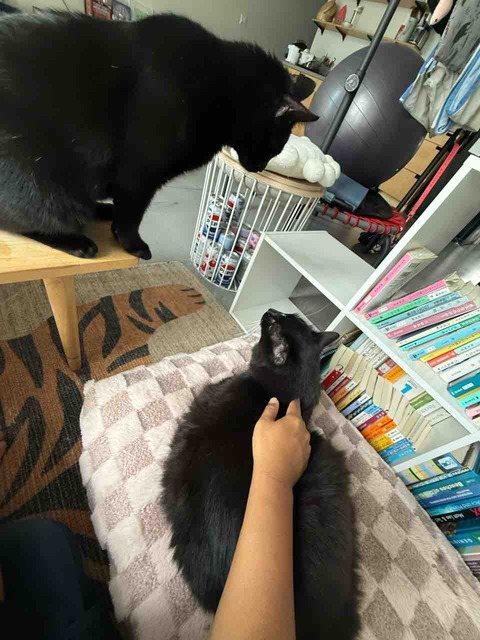 【ポチクロ猫日記】ニャンプロという概念【トライアル２３日目】