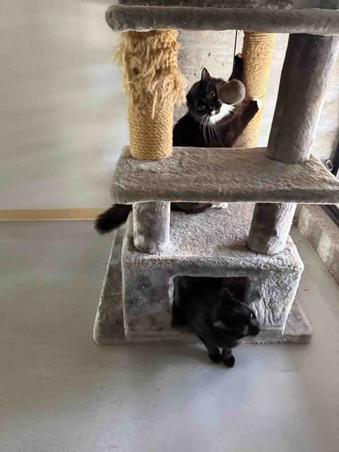 【ポチクロ猫日記】クロたん、ご飯を下げ渡してもらう【９日目】