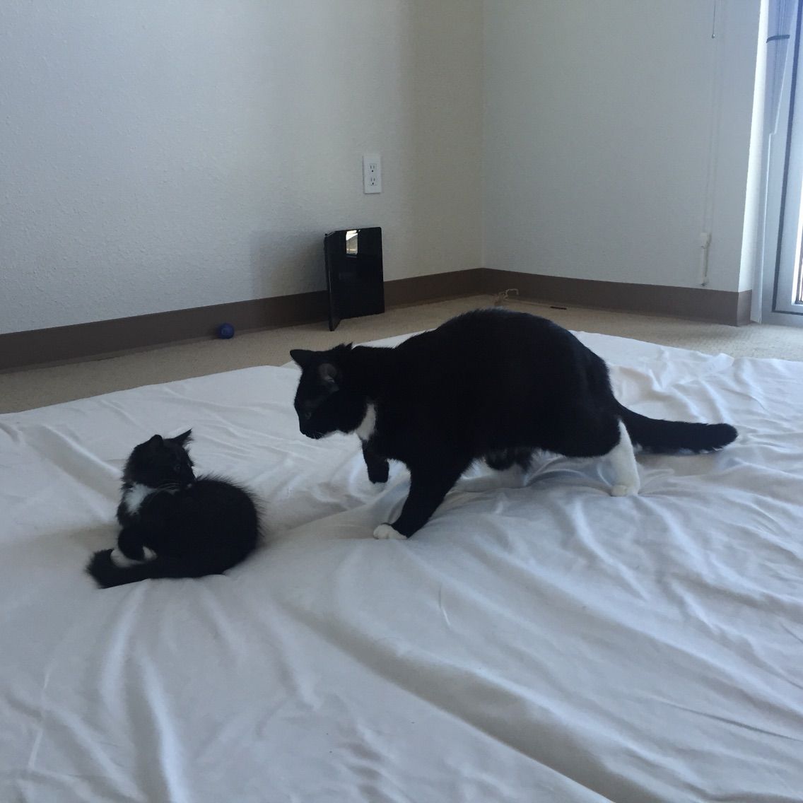 今日のぽちたま ねこ二匹飼いのトイレ問題 ハワイネコ ブログ 今日のぽちたま ねこ二匹飼いのトイレ問題 ハワイネコ ブログ