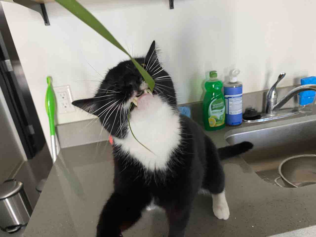 フェイクニュースと分かっていてもイブプロフェン避けちゃうよね ハワイネコ ブログ