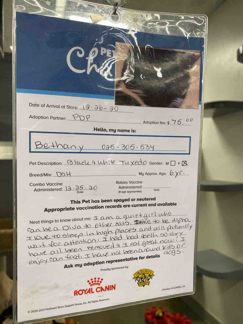 歯が全部ない白黒猫のベサニーちゃんが欲しい ハワイネコ ブログ