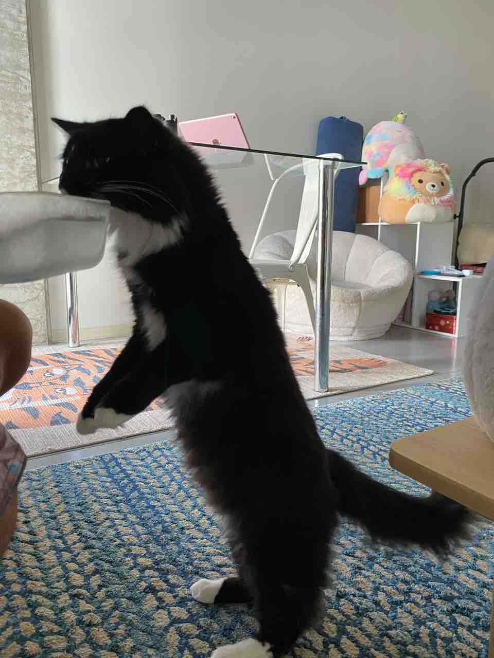 シーフードコネクション 業務用の魚屋さん カカアコ ハワイグルメ ハワイネコ ブログ