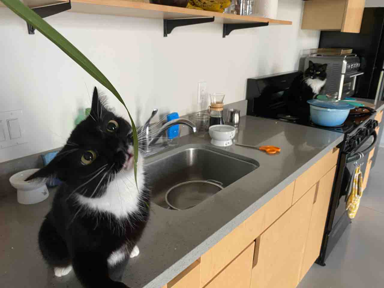 フェイクニュースと分かっていてもイブプロフェン避けちゃうよね ハワイネコ ブログ