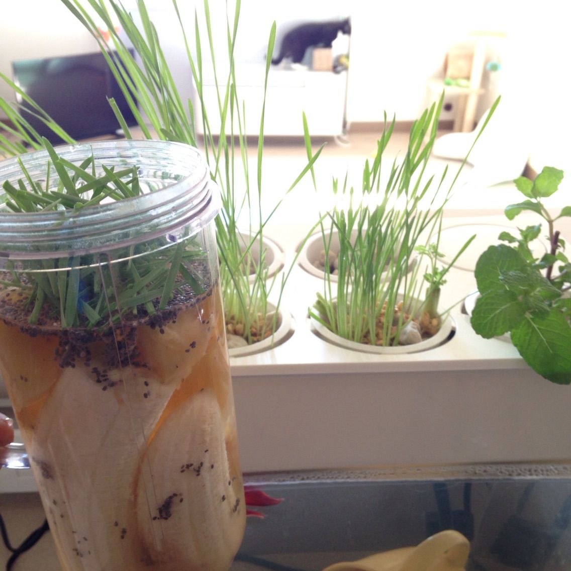 ウィートグラス Wheat Grass ジュースじゃなくてスムージー ハワイネコ ブログ ウィートグラス Wheat Grass ジュースじゃなくてスムージー ハワイネコ ブログ
