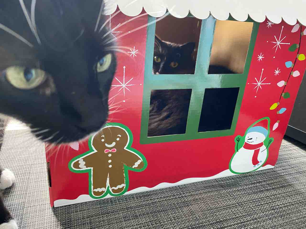 クリスマスハウスが人気すぎて ちょっと寂しい ポチたま猫日記 ハワイネコ ブログ クリスマスハウスが人気すぎて ちょっと寂しい ポチたま猫日記 ハワイネコ ブログ