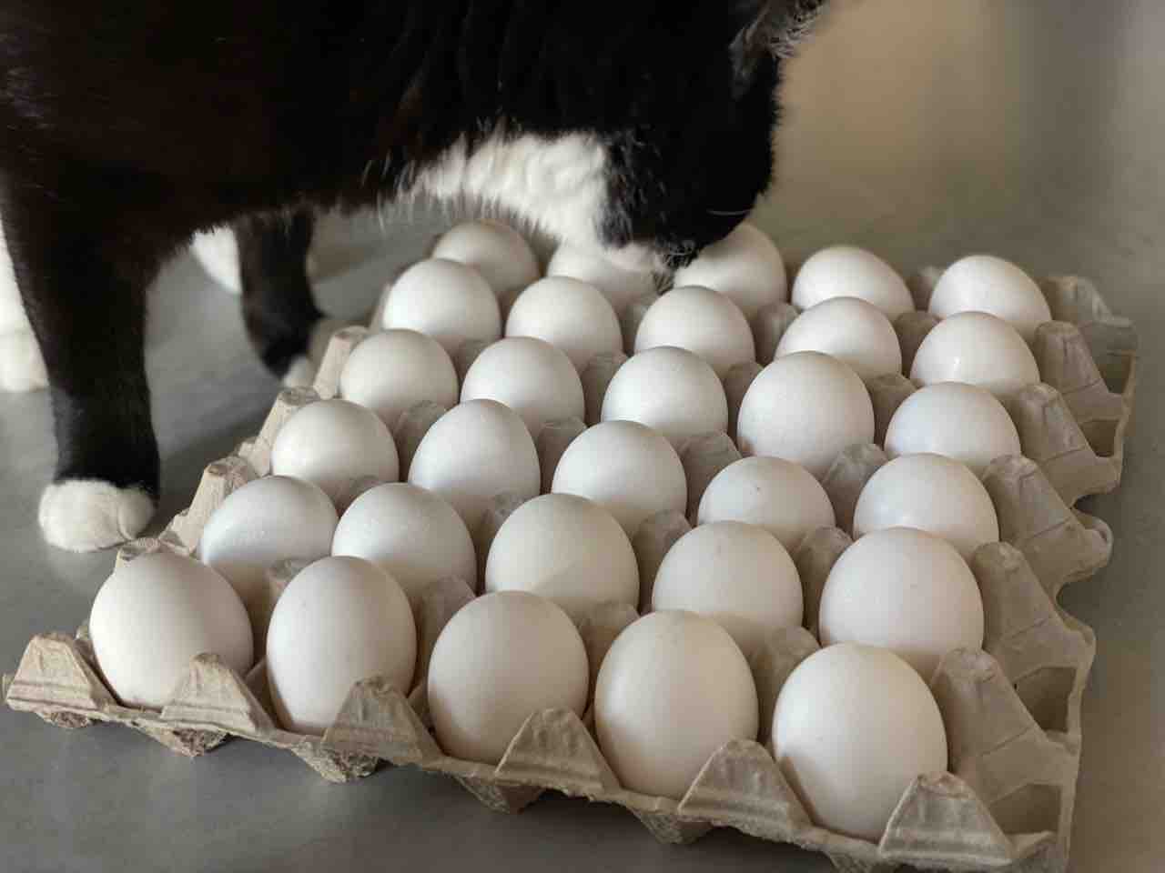 ハワイで生卵が食べられる Okポートリーのtkgエッグを買いにワイマナロへ ハワイグルメ ハワイネコ ブログ