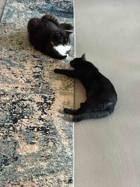 【ポチクロ猫日記】何度怒られても近づきたいにゃ【トライアル中】