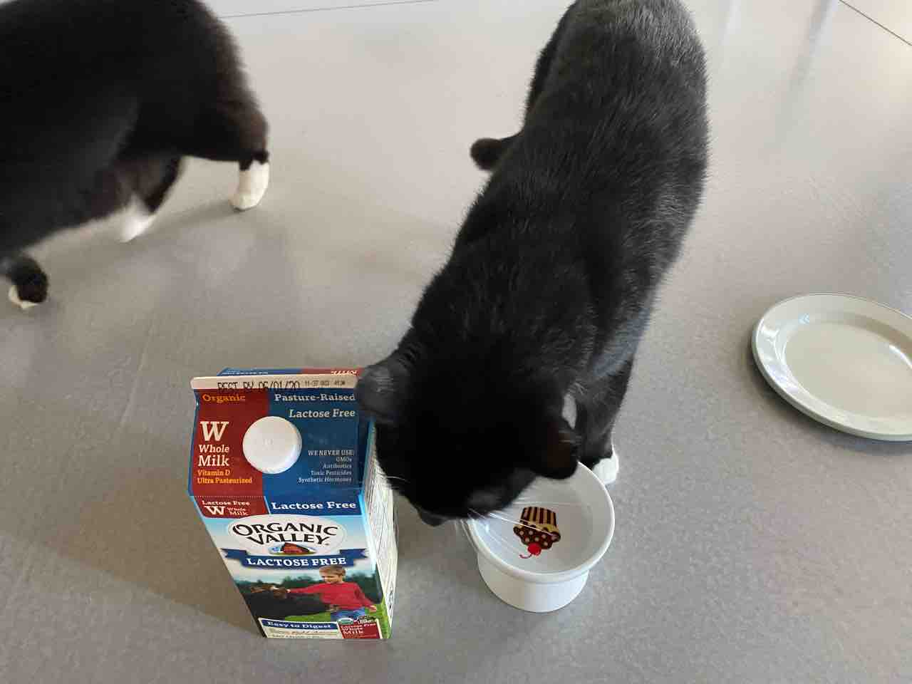 バターコーヒー 抹茶ラテ ミルクと猫たち ハワイネコ ブログ バターコーヒー 抹茶ラテ ミルクと猫たち ハワイネコ ブログ