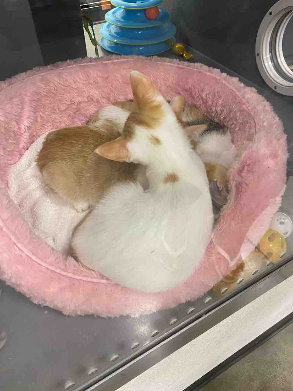 ペットスマート ハワイのペットショップで猫達を愛でる アダプション ハワイネコ ブログ