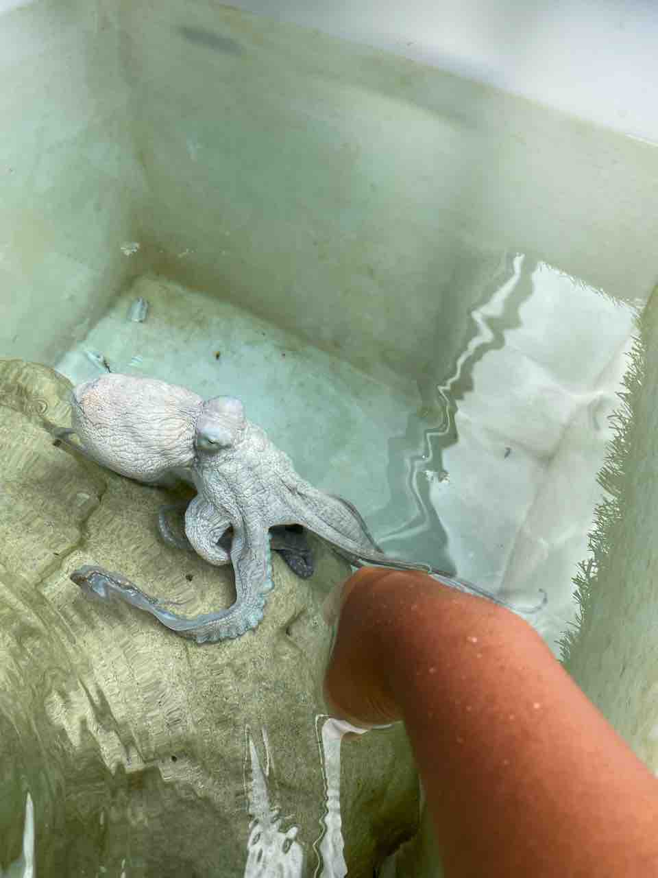 カナロア オクトパス ファーム タコ様お触りツアー ハワイ島 ハワイネコ ブログ