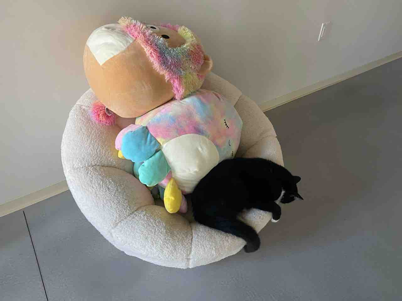 スクイッシュマロに奪われた椅子と 猫のタマさん ハワイネコ ブログ スクイッシュマロに奪われた椅子と 猫のタマさん ハワイネコ ブログ