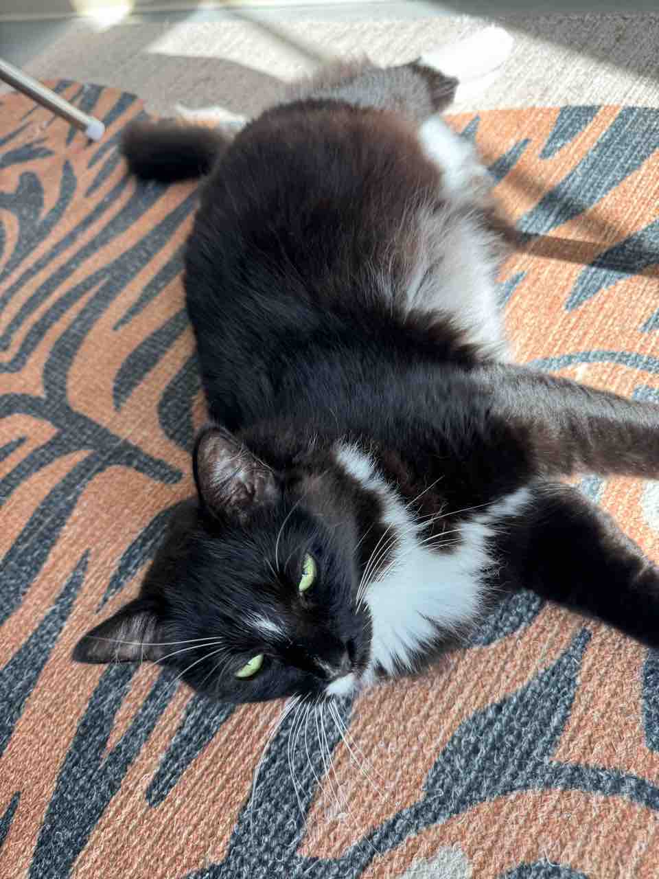 ご飯日記】今月もう９００ドル？・家にあるもの食べていこうぜ : ハワイネコ ブログ