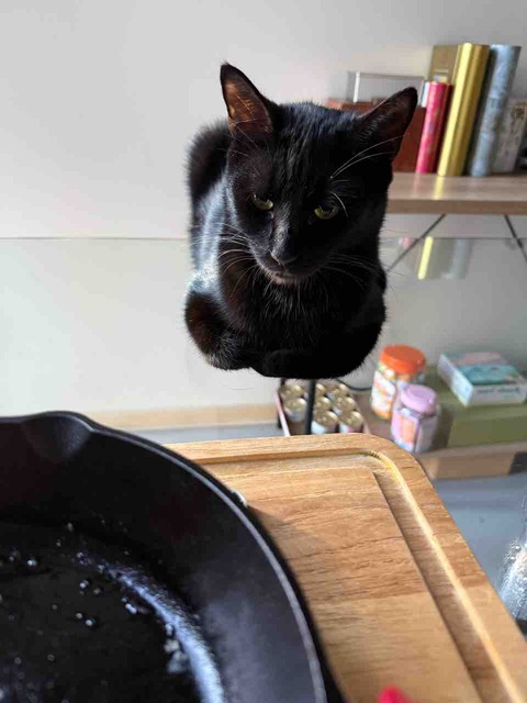 【ご飯&猫日記】豚汁に塩むすび・先住猫ポチにゃの幸福度やいかに