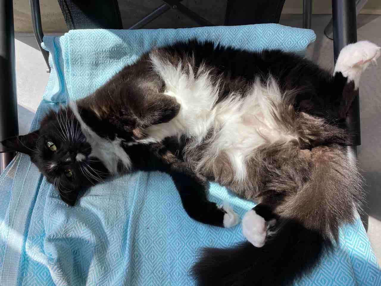 ひなたぼっこの猫嬢と サツマイモな朝ごはん ハワイネコ ブログ