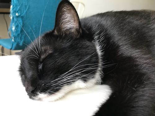 家から一歩も出ない独立記念日u2026！【ダイエットごはん日記 