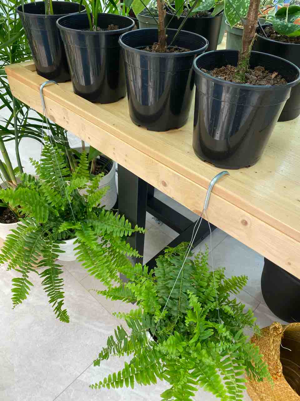 マリズ アーバンガーデン カカアコの観葉植物屋さん とってもオシャレ ハワイネコ ブログ マリズ アーバンガーデン カカアコの観葉植物屋さん とってもオシャレ ハワイネコ ブログ
