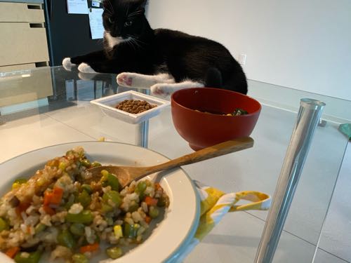 クリスマス当日は久々の完全引きこもり ハワイネコ ブログ