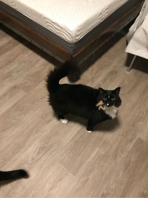 Amazonで届いたもの第一弾 猫のおもちゃとミントティー ハワイネコ ブログ Amazonで届いたもの第一弾 猫のおもちゃとミントティー ハワイネコ ブログ